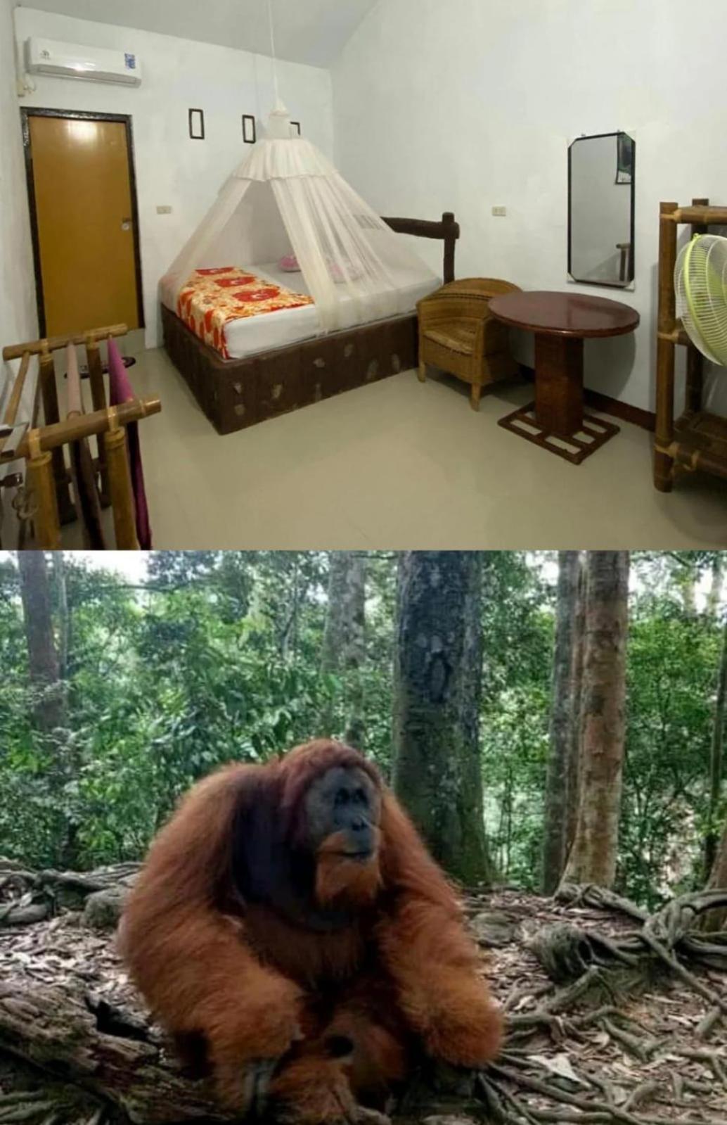 Brown Bamboo Guest House & Trekking Bukit Lawang Kültér fotó
